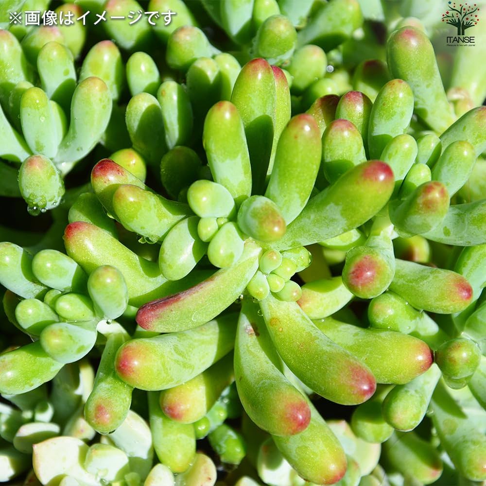 多肉　寄せ植え　セメント鉢　セダム　観葉植物　乙女心　ちま寄せ　そのまま飾れる ちまちま寄せ＊ ポット寄せ 多肉寄せ植え 多肉植物 乙女心